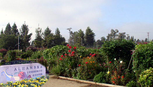 Top Community Gardens In Los Angeles Cbs Los Angeles