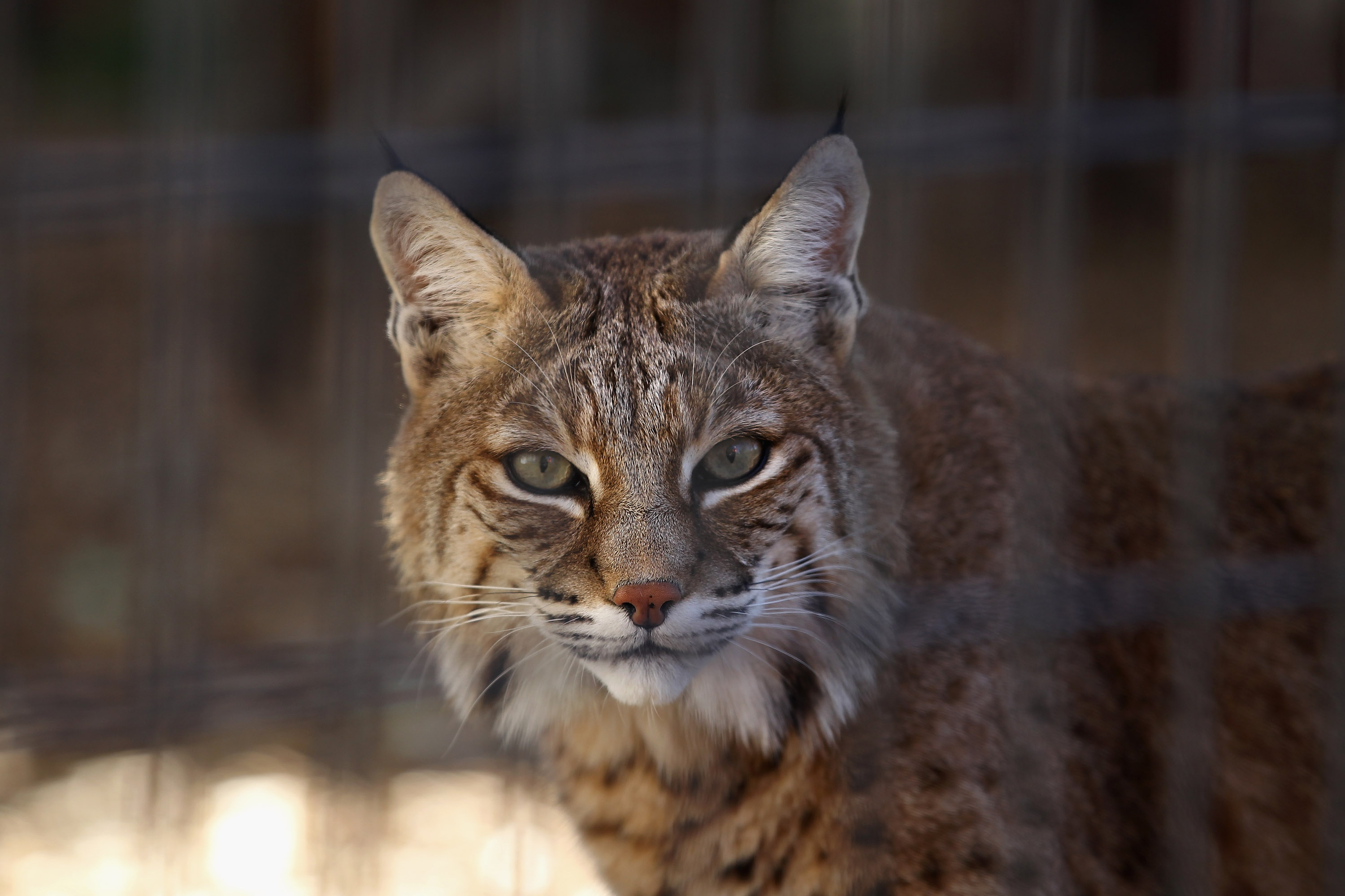 A reported 1,500 bobcats were trapped in desert areas last year, according to Fish and Game officials. (Photo by John Moore/Getty Images) 