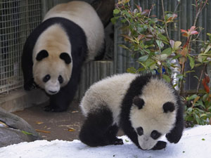 (credit: San Diego Zoo via Getty Images)