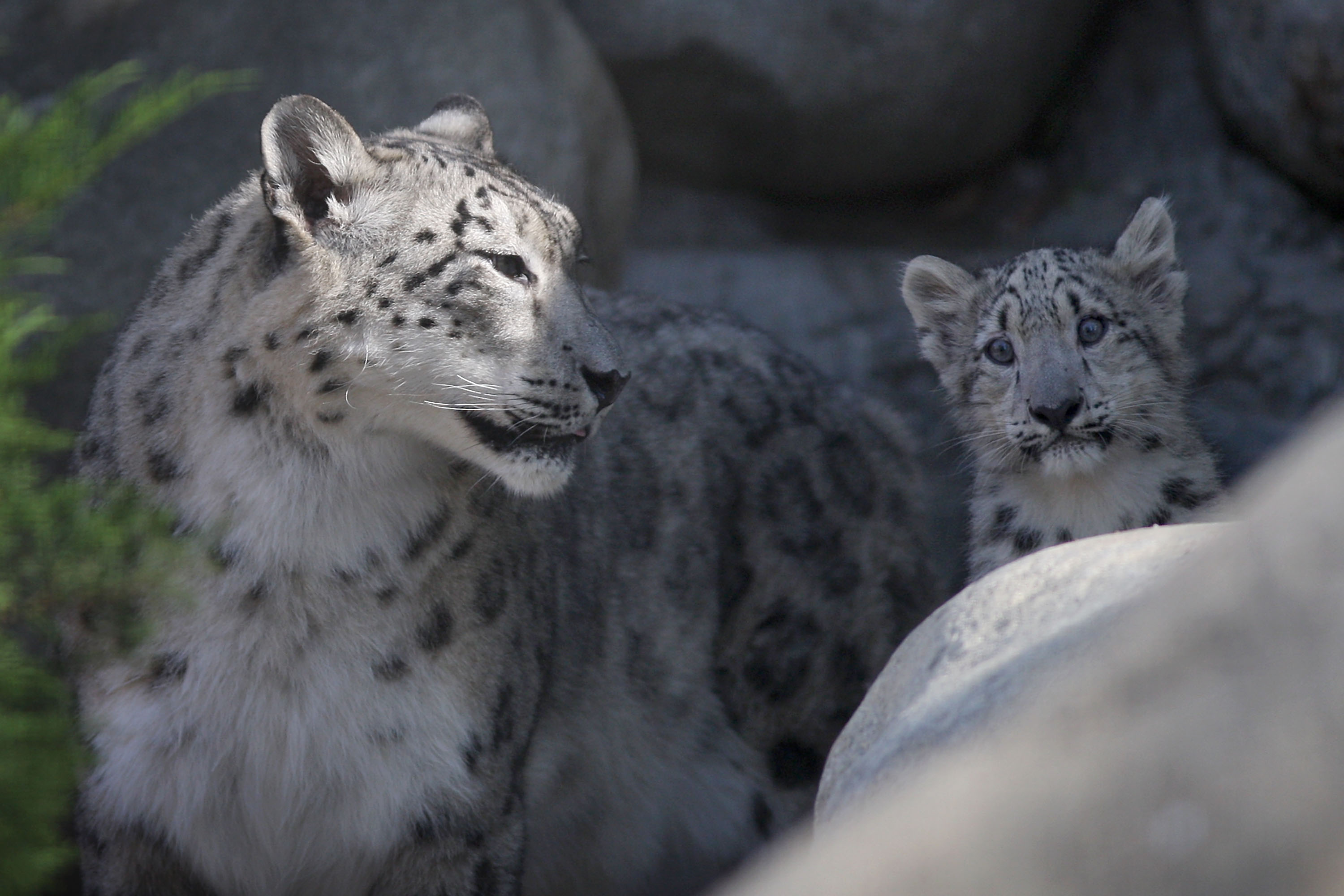 An Essential Guide To The Los Angeles Zoo - CBS Los Angeles