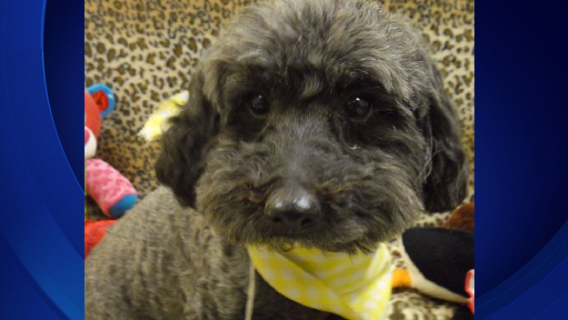 Sorullo is looking for a forever home. (credit: LA Animal Services.)