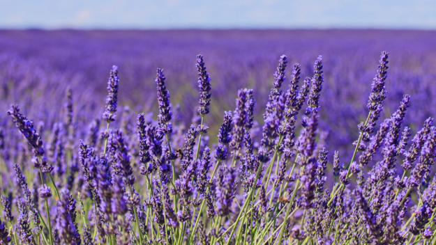 Lavender (Photo Credit: Thinkstock)