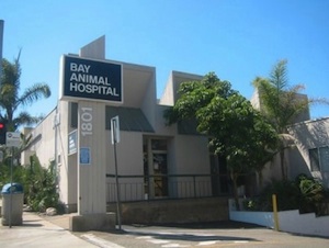bay animal hospital bay animal hospital