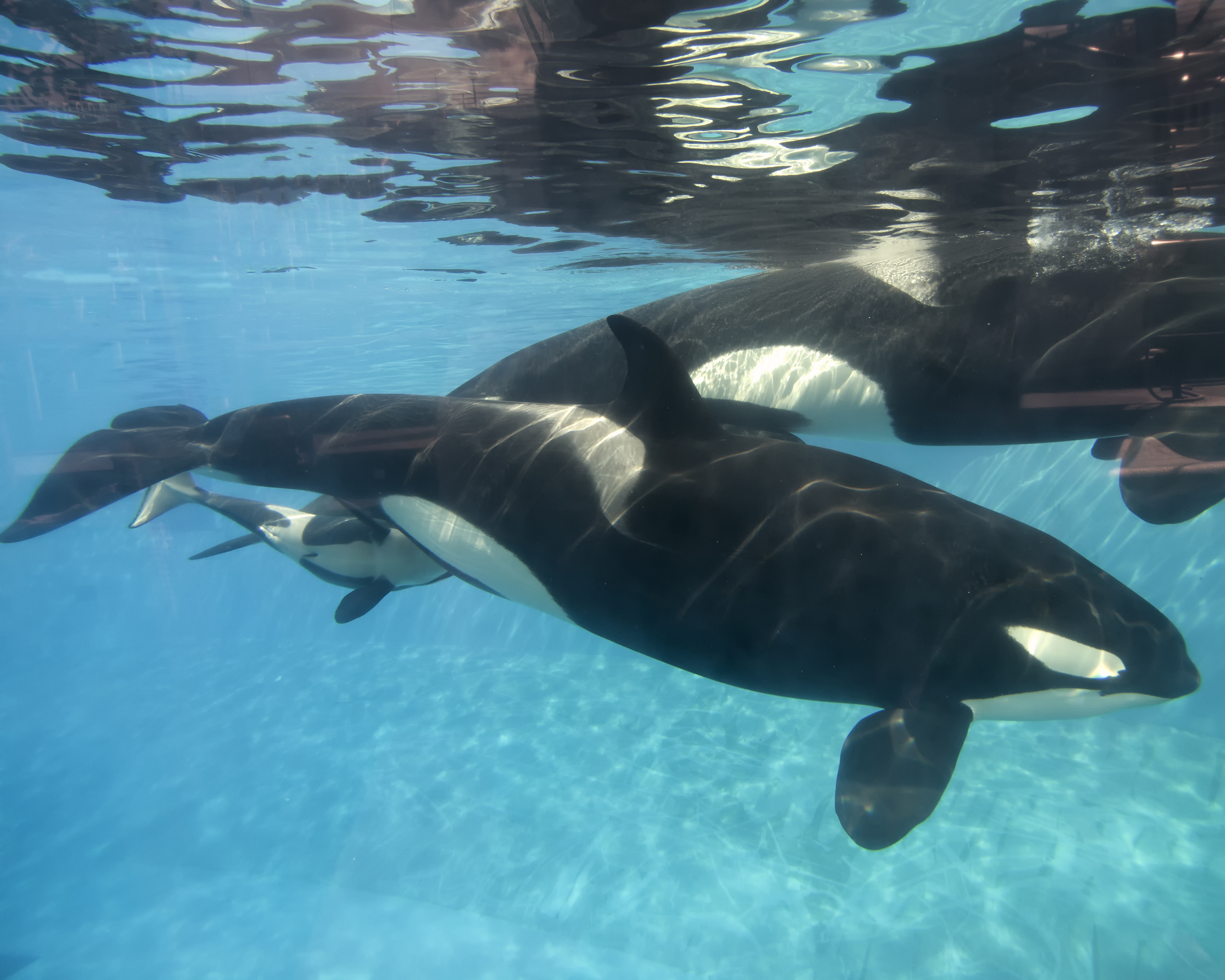 SAN DIEGO, CA - DECEMBER 02: In this handout photo provided by SeaWorld San Diego, a baby killer whale calf nurses from its mother, Kalia, at SeaWorld San Diego's Shamu Stadium December 4, 2014 in San Diego, California. Kalia's mother, Kasatka, swims beside her, as she did during Kalia's labor and delivery. Kalia gave birth to the calf at 12:34 p.m. on Tuesday, Dec. 2, under the watchful eyes of SeaWorld's zoological team. SeaWorld's zoological staff is monitoring the mom and calf round the clock, taking note of nursing, bonding and other developmental milestones.