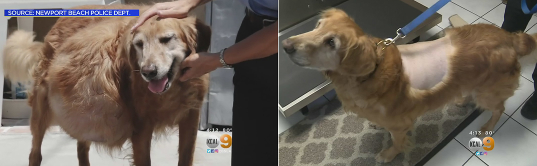 Before and After (credit: Newport Beach Police Department | CBS)