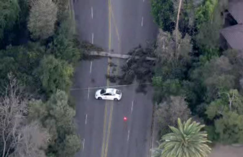 A tree fell and landed on Sunset Boulevard in Brentwood. (credit: CBS)