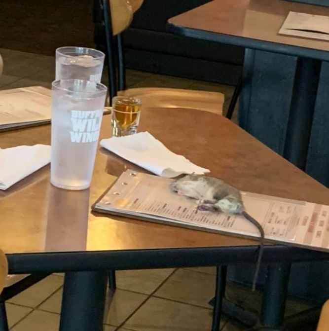 Photos Show Rat Falling From Ceiling Of Buffalo Wild Wings