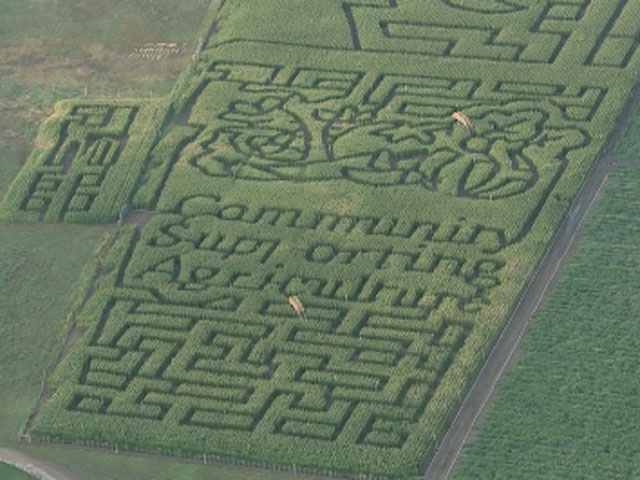 Chatfield Corn Maze Shows Support For Local Growers Cbs Denver