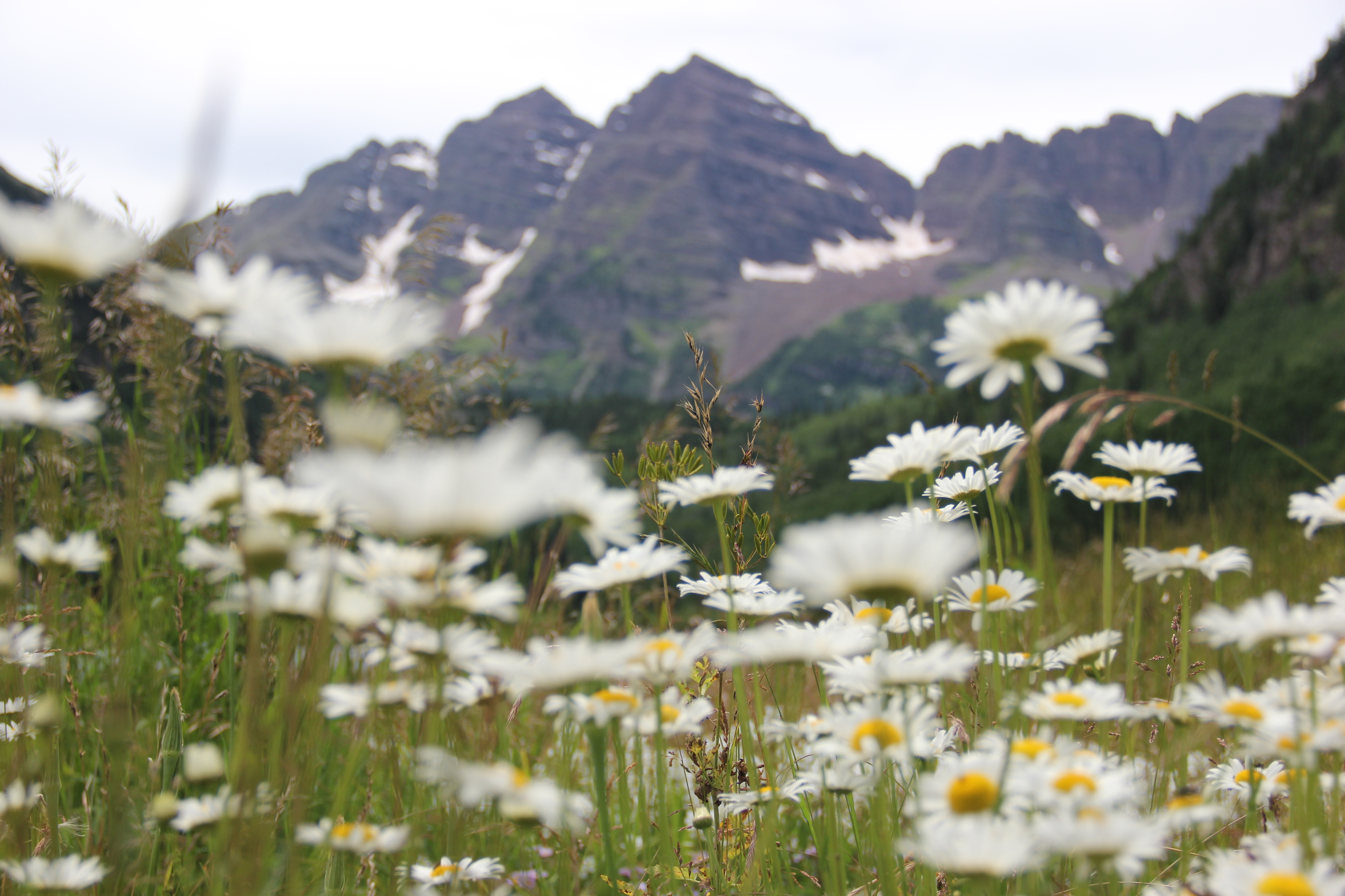 Colorado wildflowers with a view of the Maroon Bells.