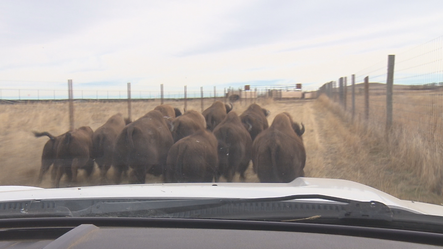 Bison rounded up at the Rocky Mountain Arsenal (credit: CBS)