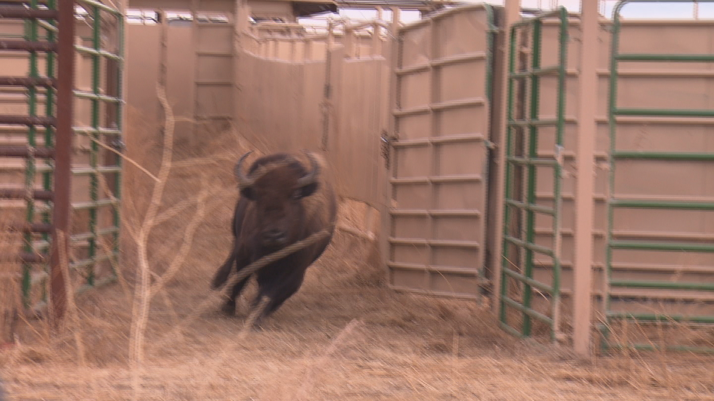 The bison roundup at the Rocky Mountain Arsenal (credit: CBS)