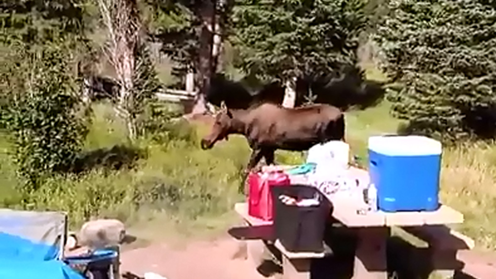 Coloradan Captures Great Video Of Moose Walking By