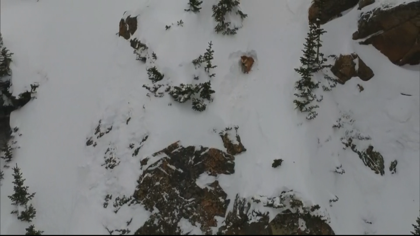 Dog Owner Talks About Dog’s Rescue From Backcountry – CBS ...