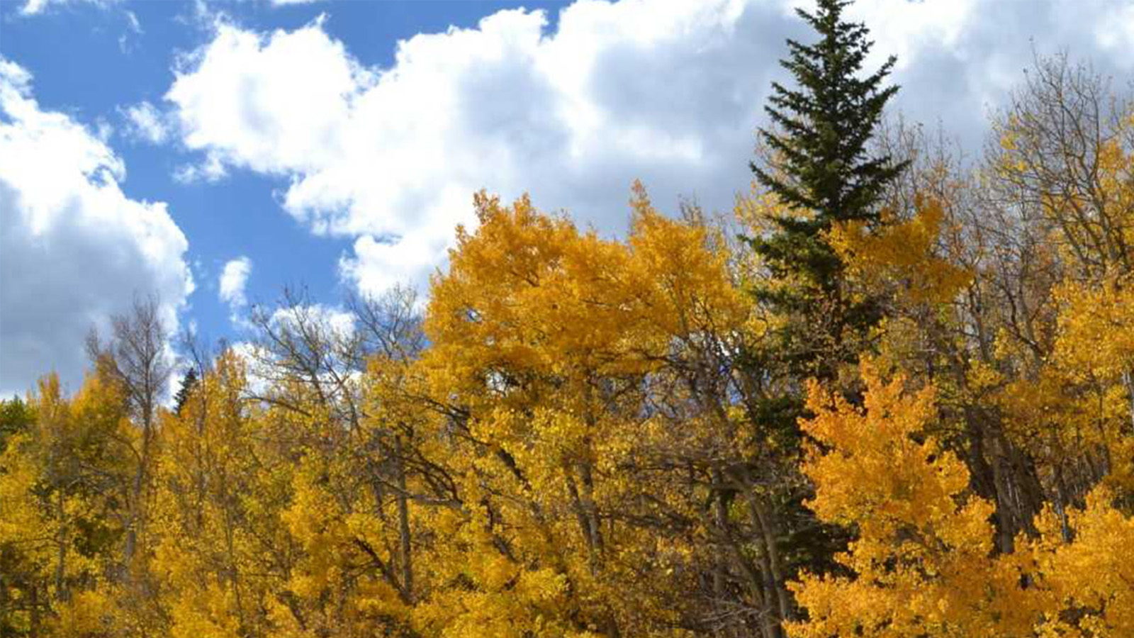 Colorado Fall Color Change Expected To Be Fabulous Show – CBS Denver
