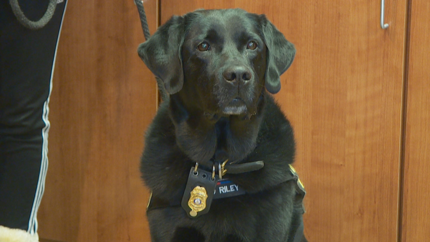 K-9 Riley is trained to detect accelerants used in arson cases.