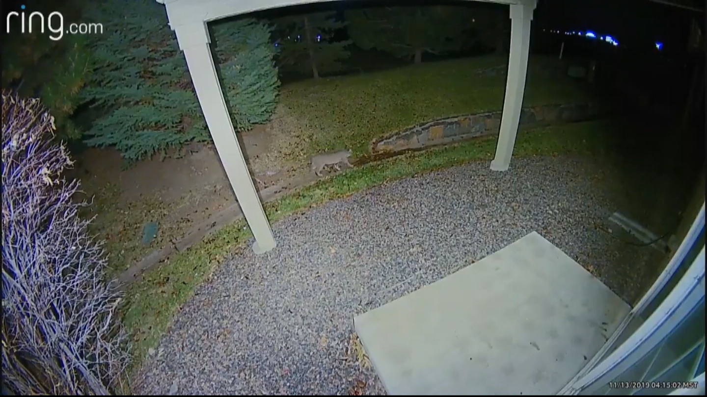 Watch A Bobcat On The Prowl Wander Through A Yard In Littleton