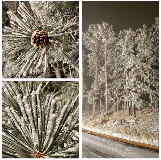 Freezing Fog Coats Parts Of Denver Area With Rime Ice