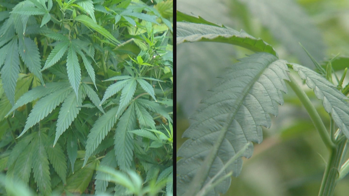 Hemp Vs. Pot: The Difference Can Send You To Prison