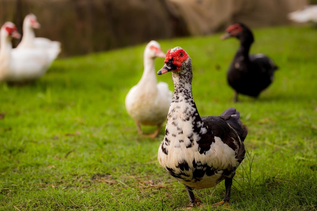 Residents Authorized To Kill Invasive Ducks Running Amok In Town