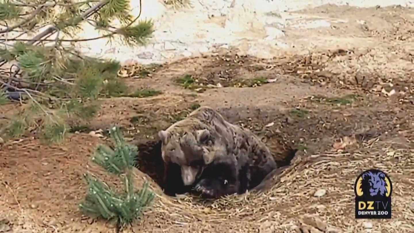 Tundra The Grizzly Bear Prepares For Hibernation By Digging Den At Denver Zoo