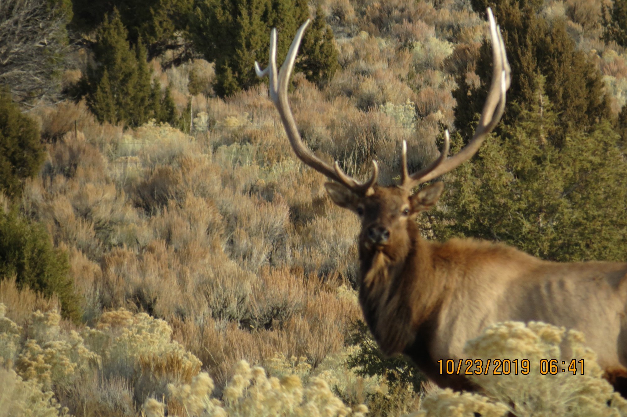 ‘Docile’ Bull Elk Illegally Killed; Wildlife Officials Searching For Poachers Involved