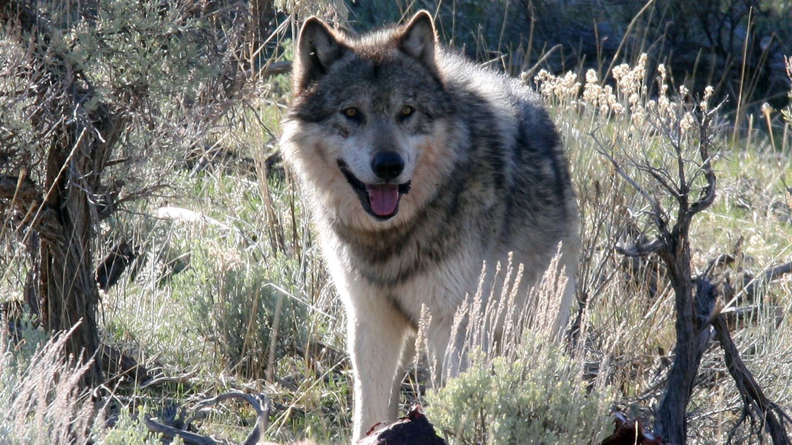 A wild gray timber wolf in Yellowstone National Park.