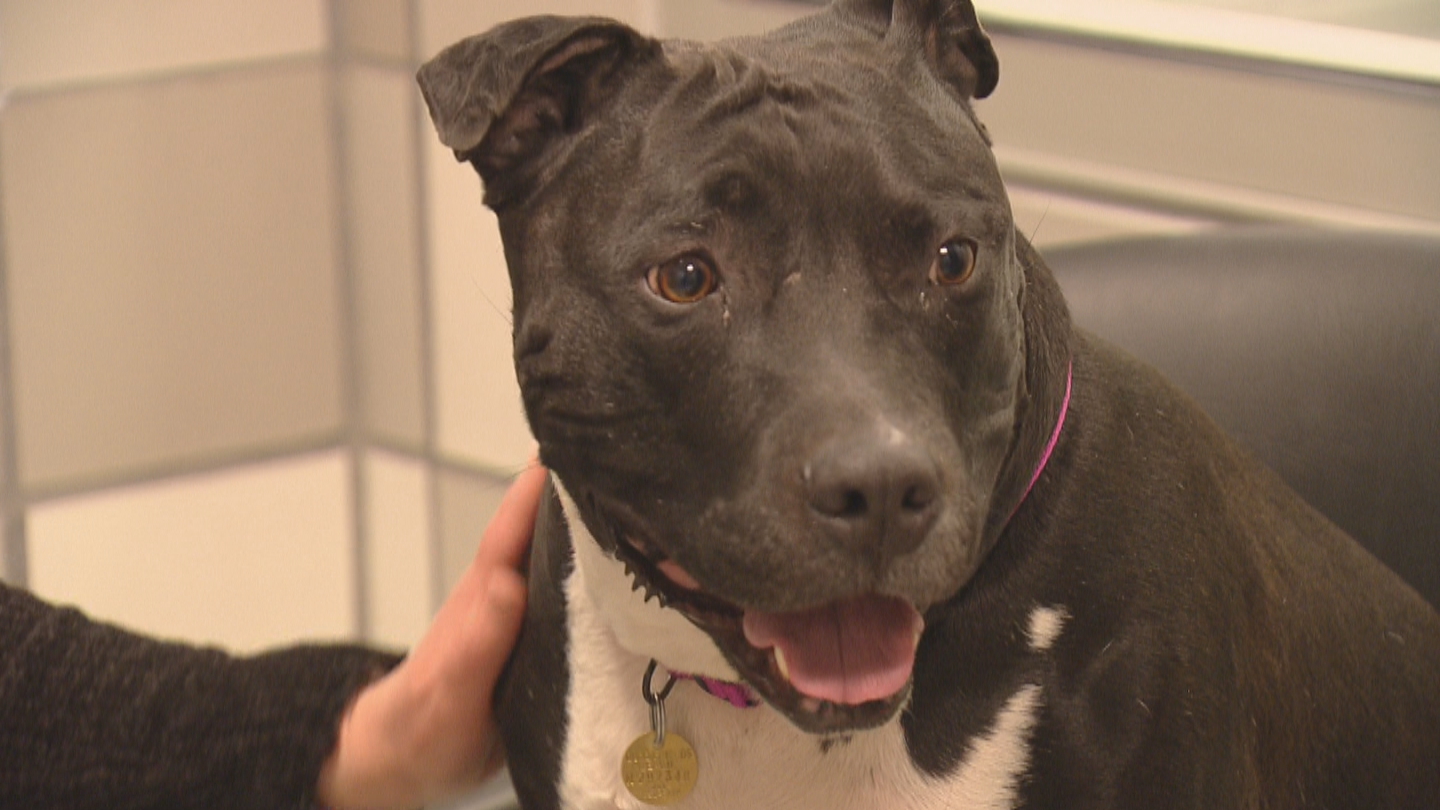Denver City Council will consider a proposal to end the city's ban on bully breed dogs.