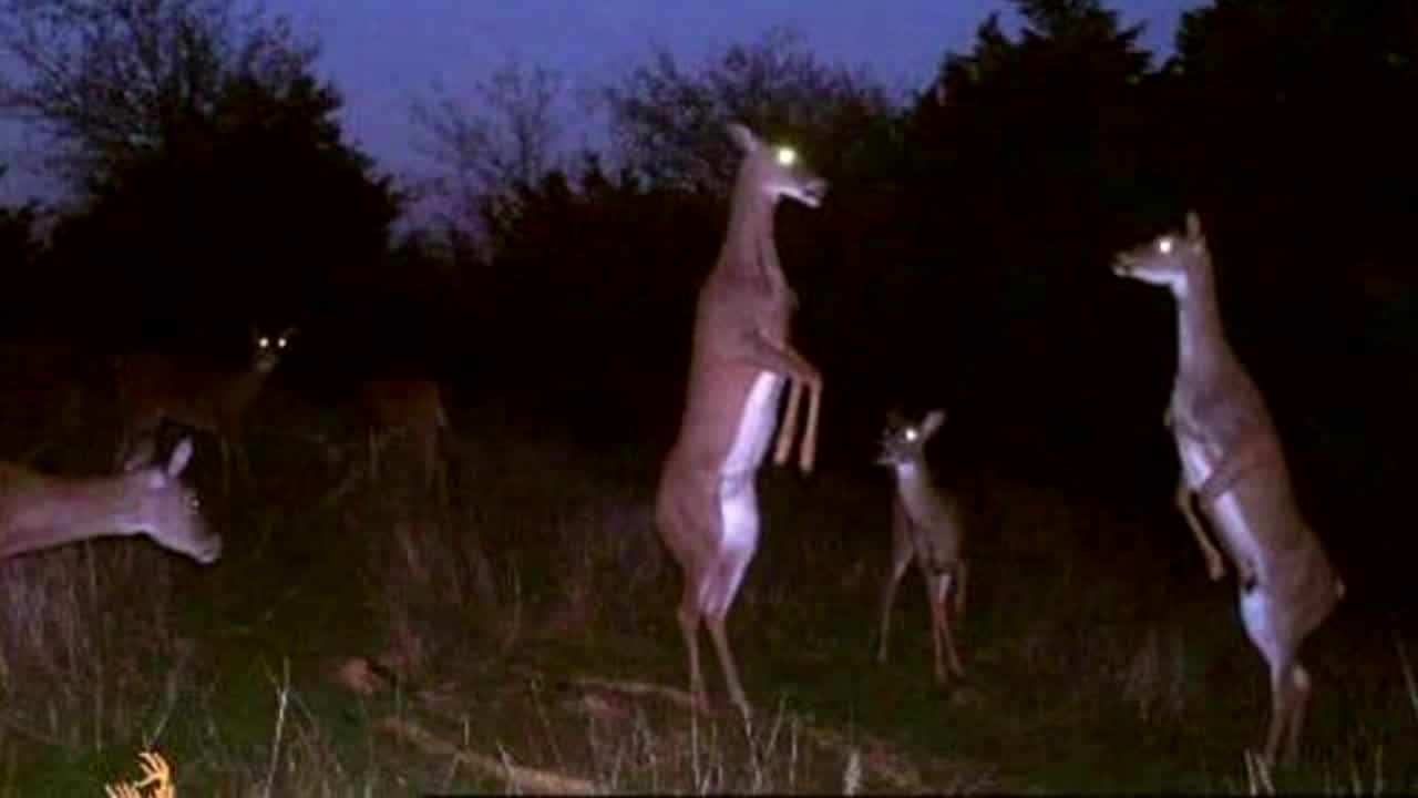 deer-or-kangaroo.jpg
