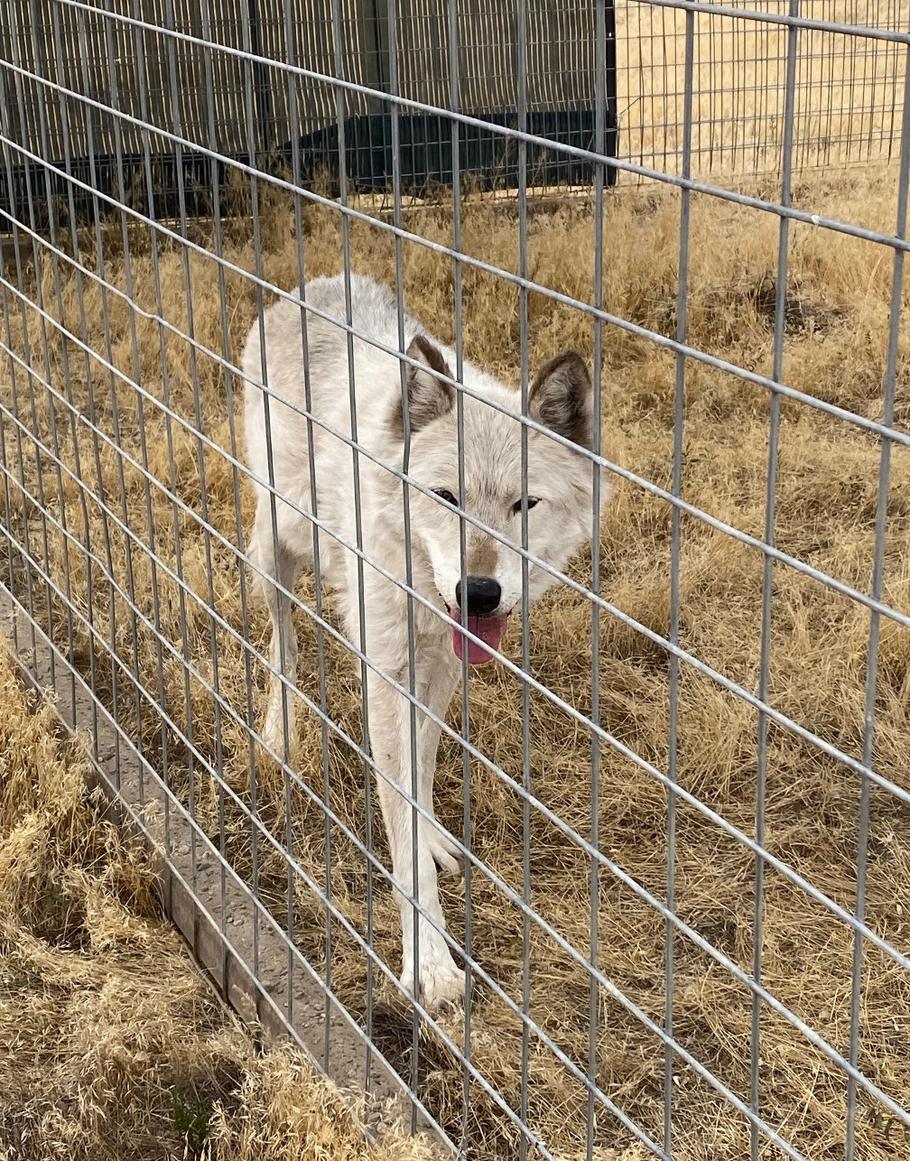 CO: Wolves And Wolf-Dogs Evacuated Because Of Wildfires Now Safe At Wild  Animal Sanctuary In Keenesburg | Timber Wolf Information Network