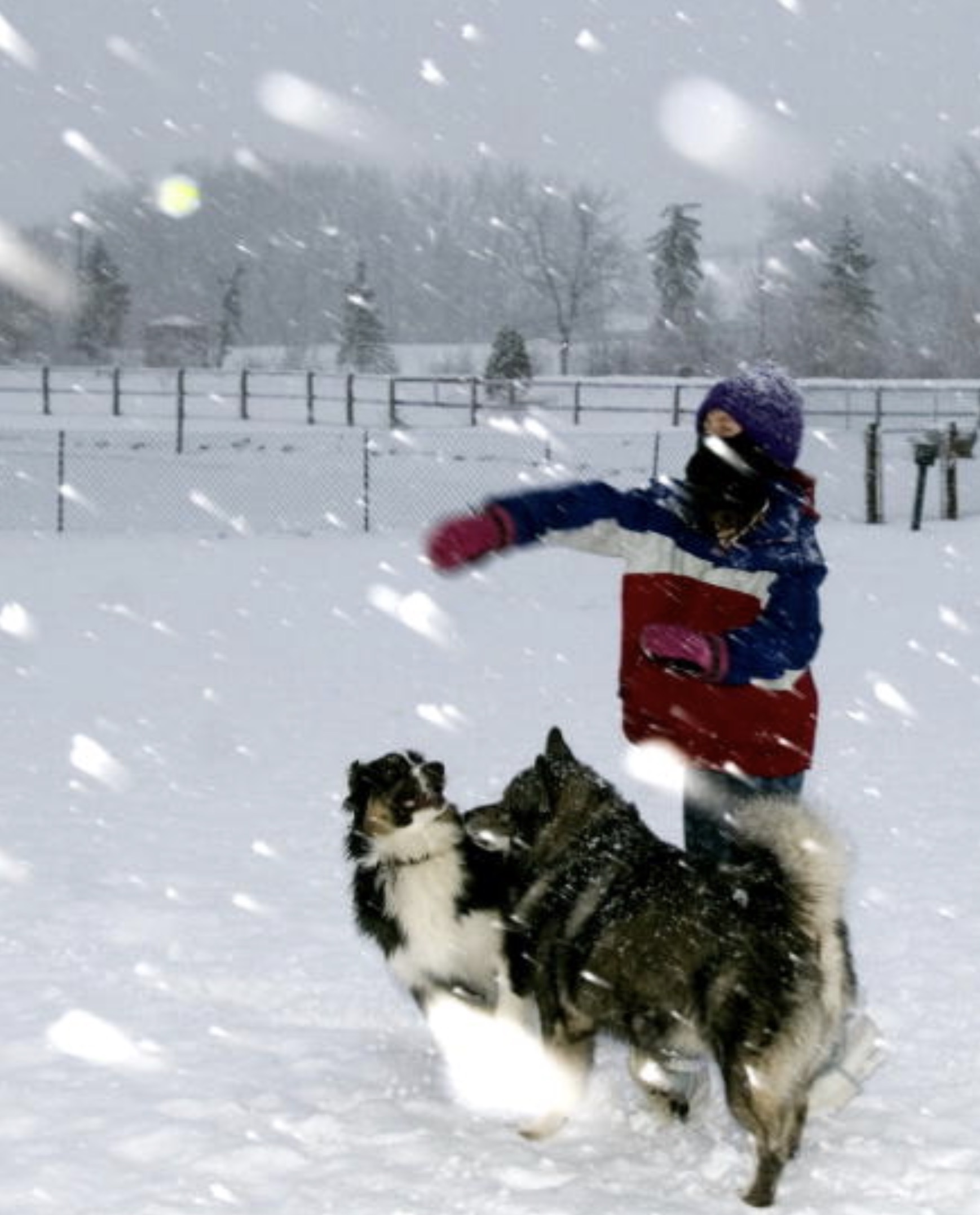 Frances Purcell, 10 ans, lance une balle pour ses chiens jouant dans un parc à chiens local alors que de la nouvelle neige tombe le 28 décembre 2006 à Louisville.