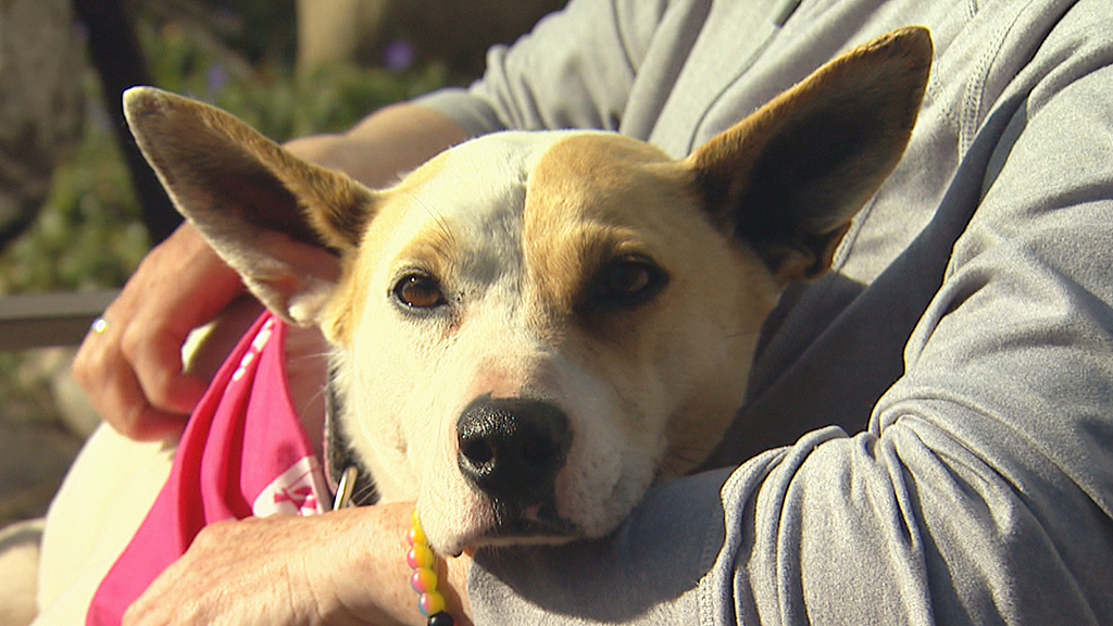 Proprietor Reunites With Beloved Canine Misplaced 5 Years In the past – CBS Denver
