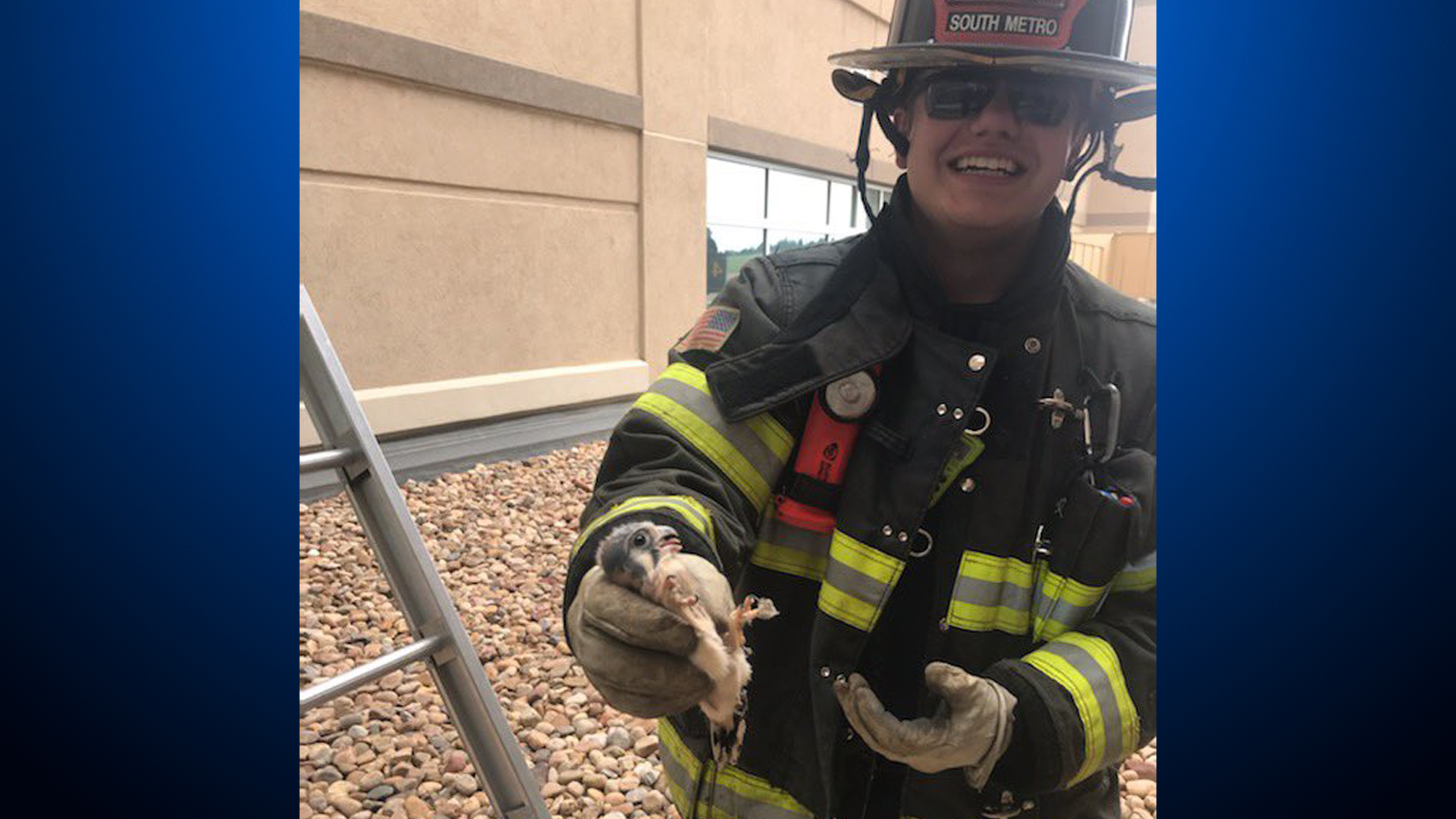 South Metro Firefighter Rescues Fawn, Baby Falcon And Cat In One Day – CBS Denver
