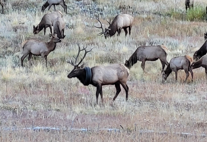 An Elk Had A Tire Around Its Neck For It's Just Been Freed, 55% OFF