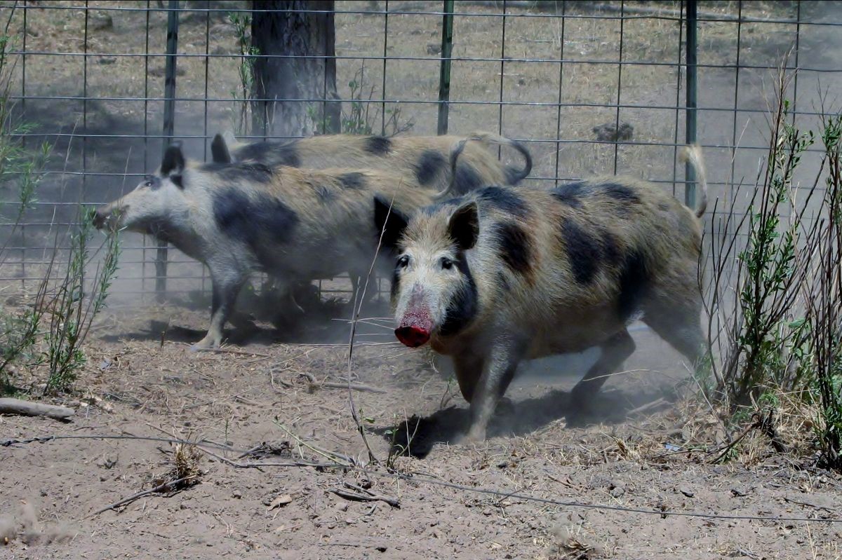 El Paso Feral Swine 2020 file photo credit CPW