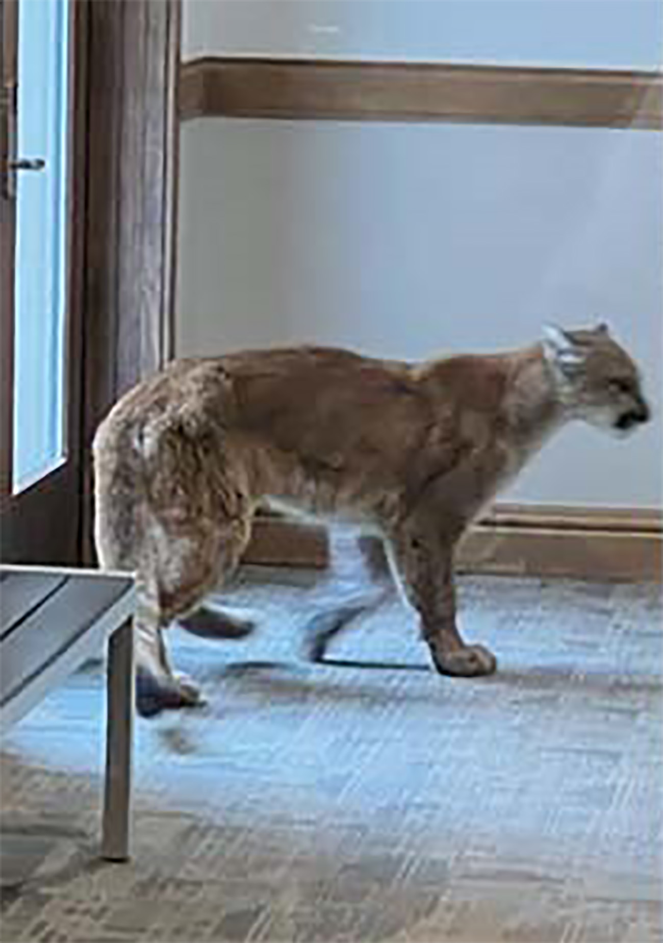 mountain lion in vail
