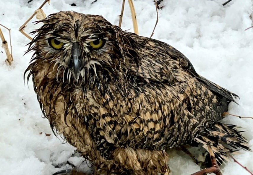 Young Owl Exasperated By Wild Colorado Weather, Doesn't Want To Hear About Your Poor Vegetable Garden