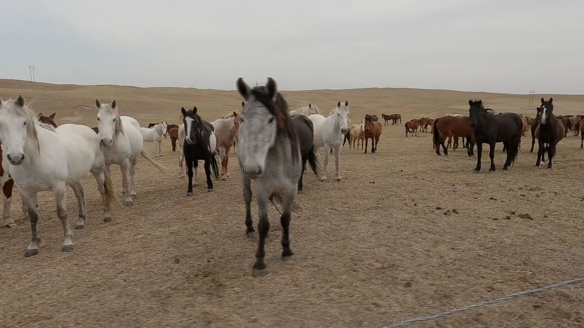 $78M In Tax Dollars Spent Caring For Wild Horses In Captivity; Off-Range Pasture Owner Says Ranch Is 'All-Inclusive Resort' For Horses